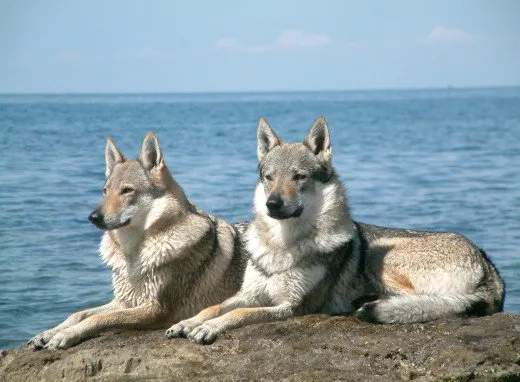 Kunming wolfdog